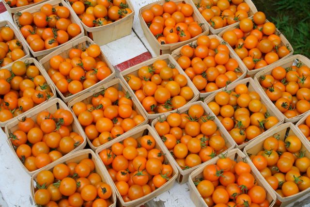 Little orange tomatoes